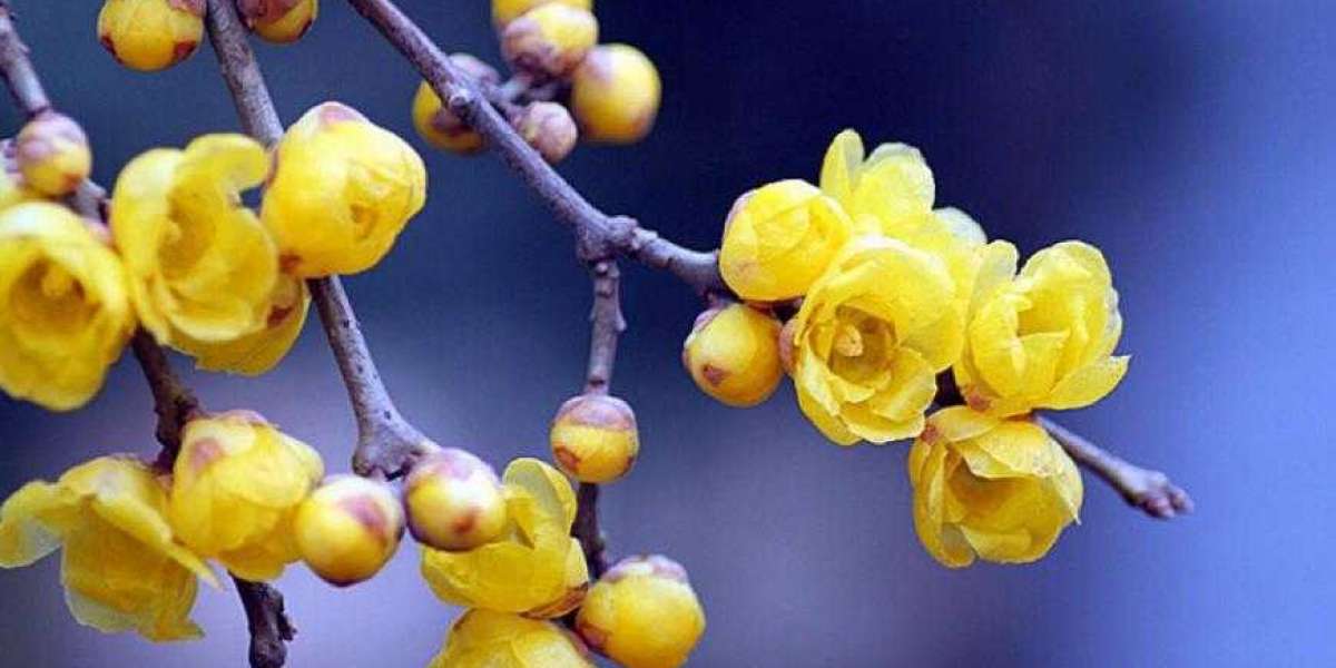 Best Selling Running Shoes Nike Dunk Low Seoul