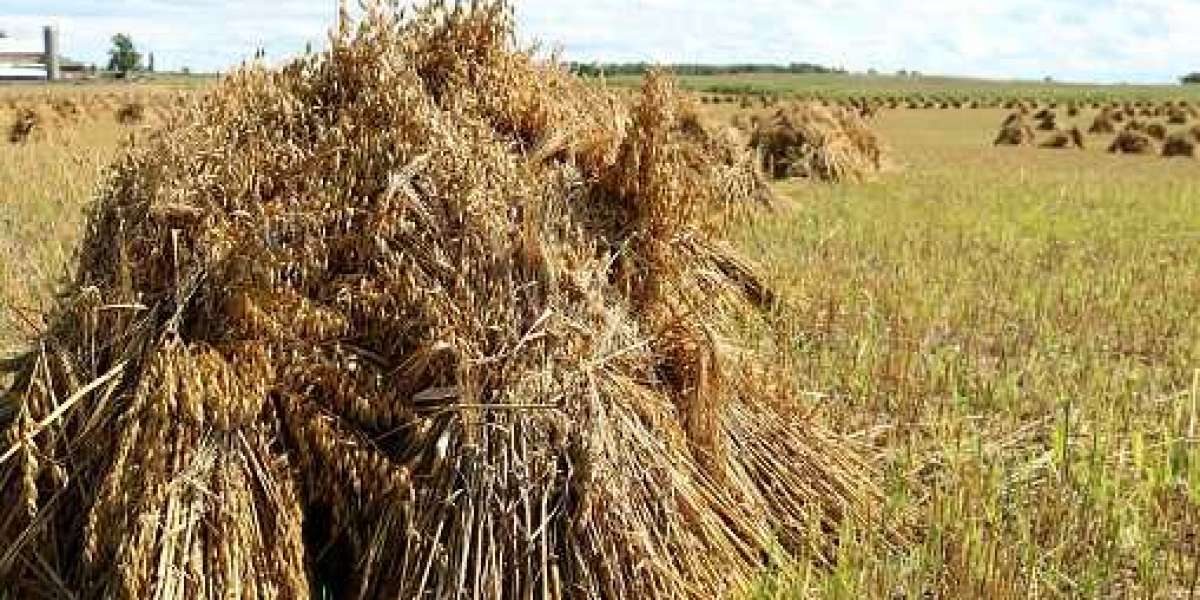 Feed Binders Industry Size, Share, Trend, Demand, Regional Opportunities, Key Driven, Insight