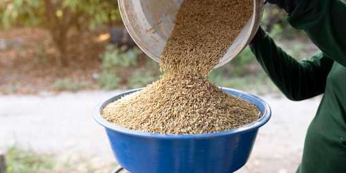 Distillers Grains Market Size, Share Overview, Industry Players, Revenue and Product Demand