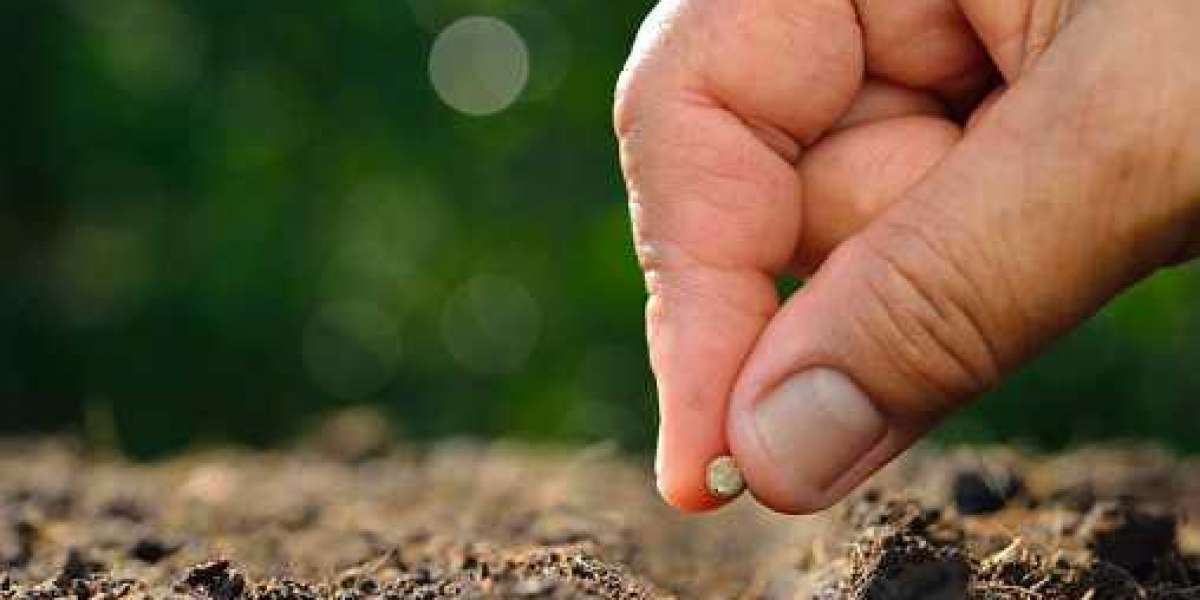 Seeds Market Size, Share, Trends, Future insights and Research Methodology