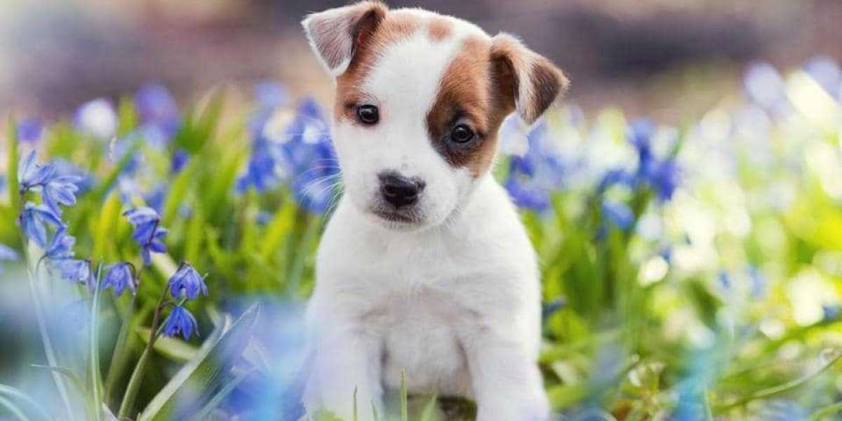 Are There Any Real Benefits of Having Pets?