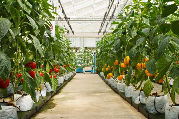 Key Players in the Aeroponics Farming Market, Segmentation, Size, Shares and Revenue Analysis
