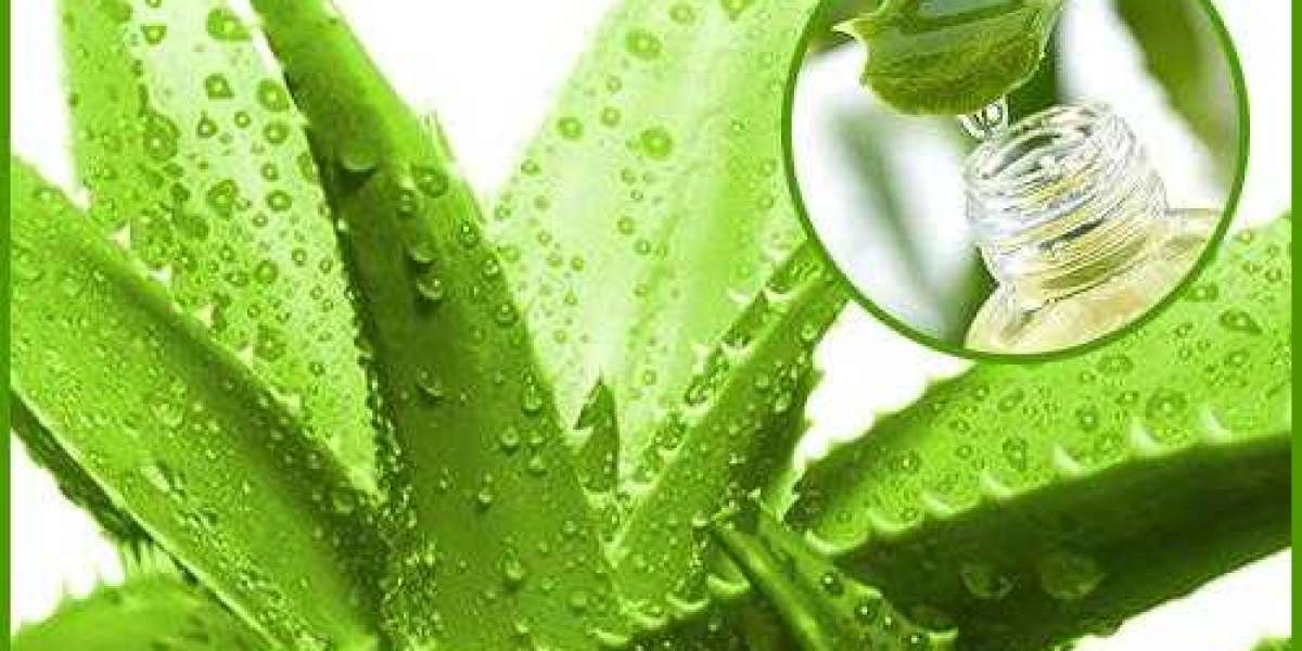 Aloevera Derivative Market to Witness Healthy Growth as Players Witness Potential Growth Opportunities 2030