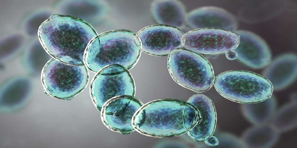 Organic Yeast Market Is Expected To Foresee Significant Growth During The Forecast Period.