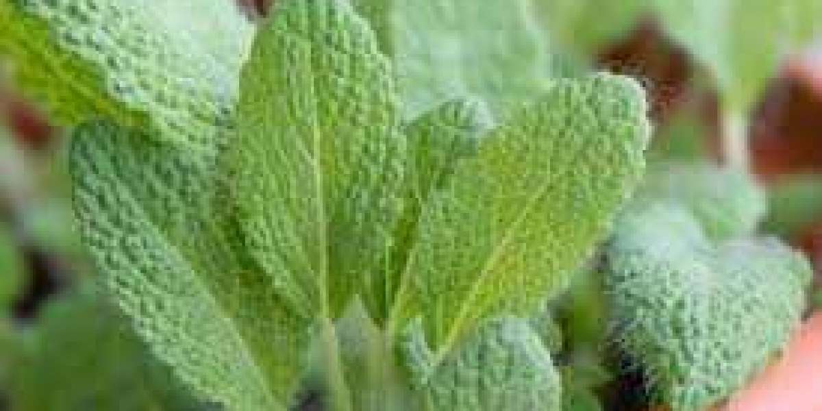 Key Players In Clary Sage Extract Market, Segmentation, Size, Shares, And Revenue Analysis