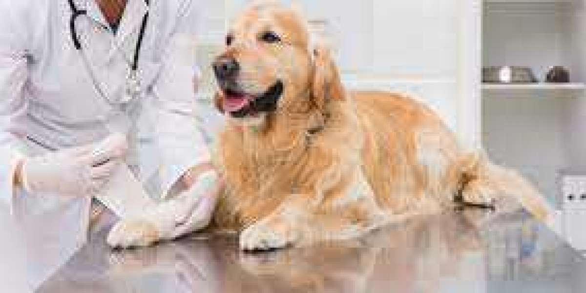 Future Of North America Animal Wound Care Market In 2022-2028