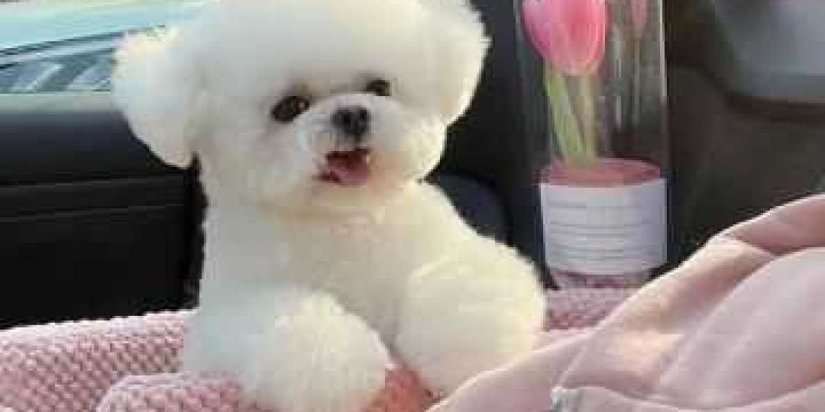 Improved Realize Your Blue Jays 40-gentleman: Anthony Kay