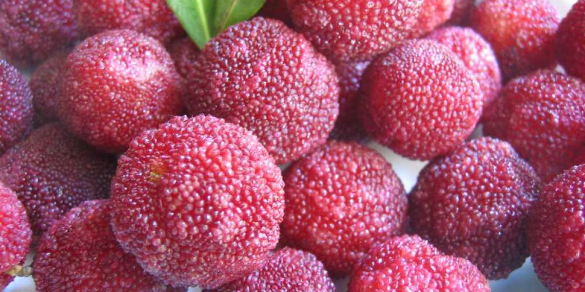 Bayberry Wax Market Product development, Demographic Strategy, Trend, Global Segments by Forecast 2028