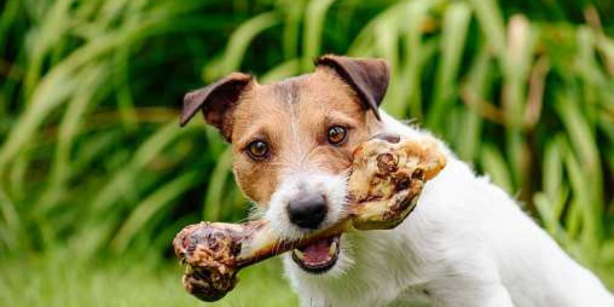 Pet Snacks & Treats Market Overview with Regional Revenue, and Forecast 2030