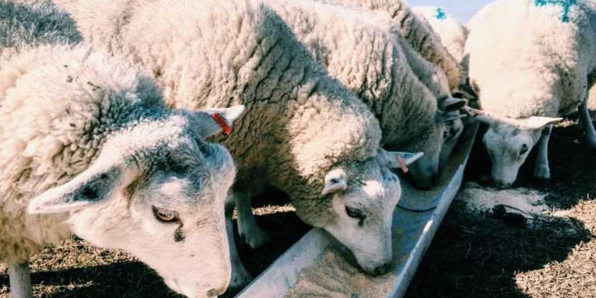 Liquid Feed Market Trends, Growth, Restraints, Company Profiles, Analysis & Forecast Till 2030