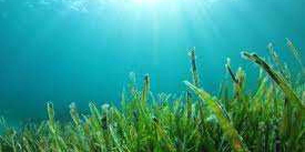 Seaweed Market: Emerging Factors, Future Demands, And Forecast 2028