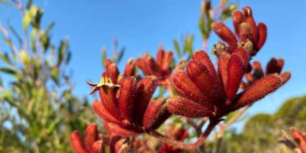 Popular Options to buy Australian Plants Online For Your Garden