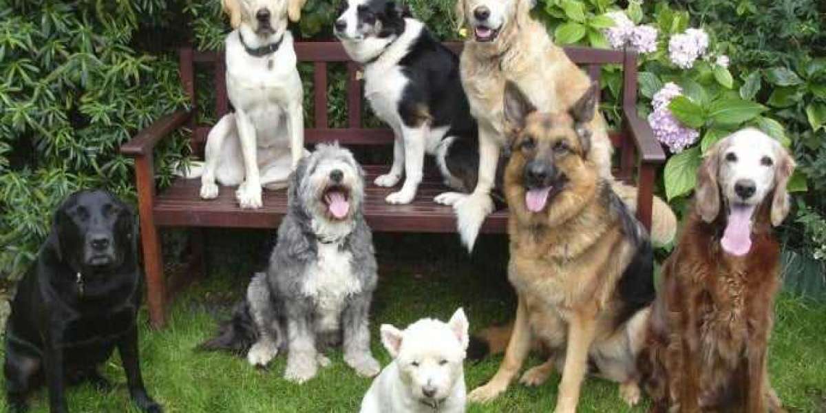 Europe Dog Dewormers Market Major Manufacturers, Trends, Demand, Share Analysis to 2033