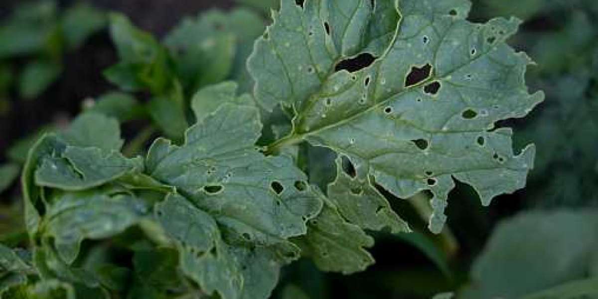 Acaricides Market Share of Top Companies with Application, and Forecast 2030