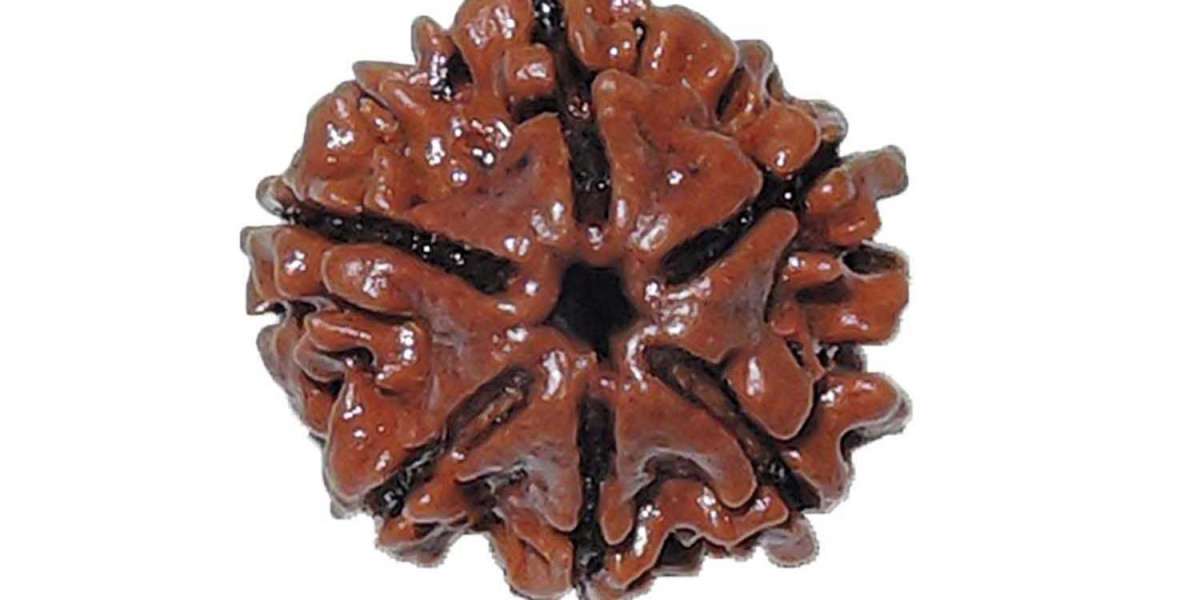 Purchase 6  Mukhi Rudraksha From RashiRatanBhagya