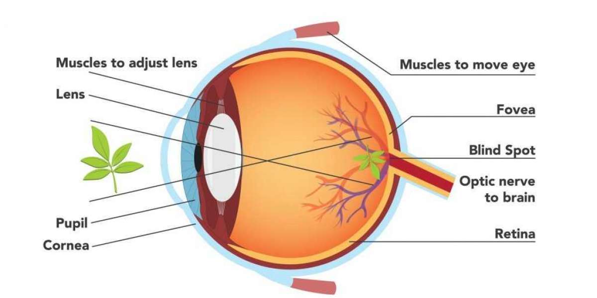 Need Possible Choices For Laser Eye Surgery Operations? Have A Look At This