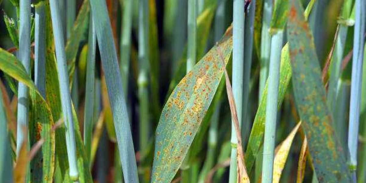 Fungicides Market Outlook, Revenue Growth, Key Factors, Major Companies, Forecast To 2028