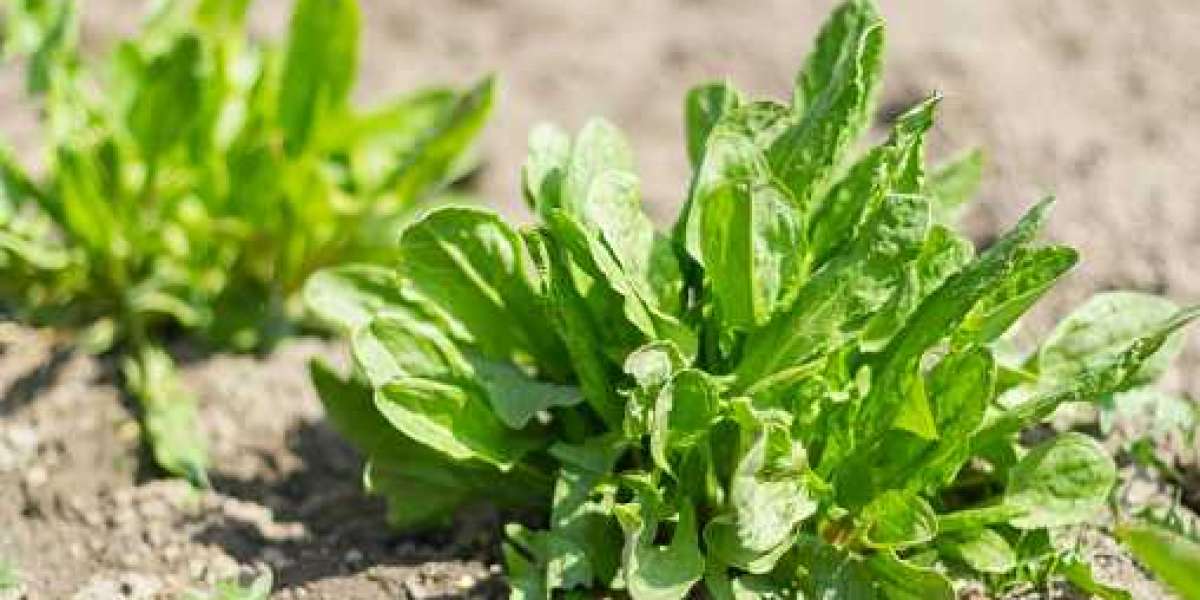 Key Sialic Acid Market players, Swot Analysis 2024