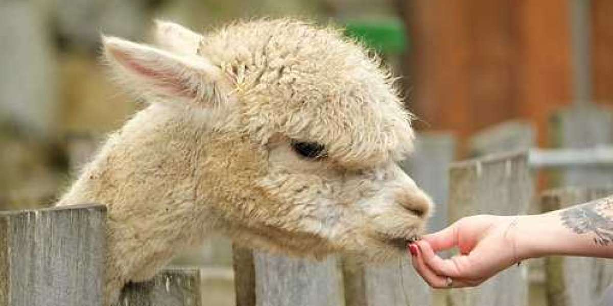 Compound Feed Market insights, Regional Analysis & Forecast Till 2030