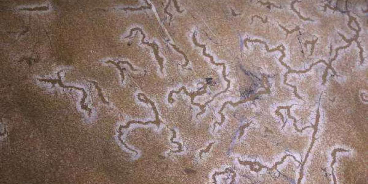 Chelated Trace Minerals Market share,  & Forecast Till 2030