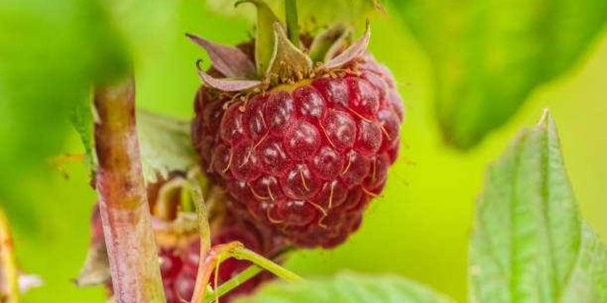 Bioherbicides Market insights, Outlook, Forecast 2030