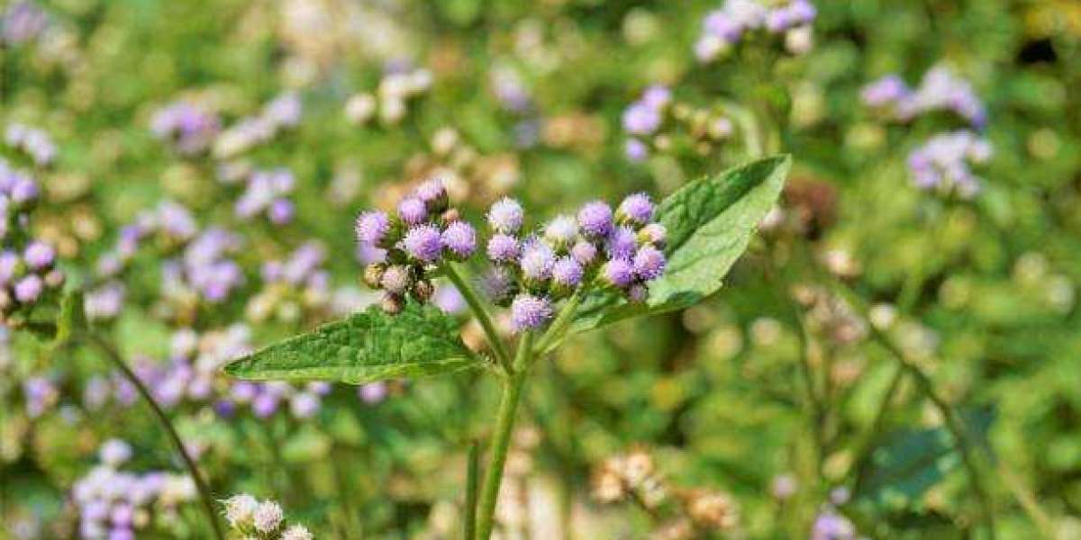 Nematicides Market Outlook, Size, Share, Growth, Trends, and Forecast 2030