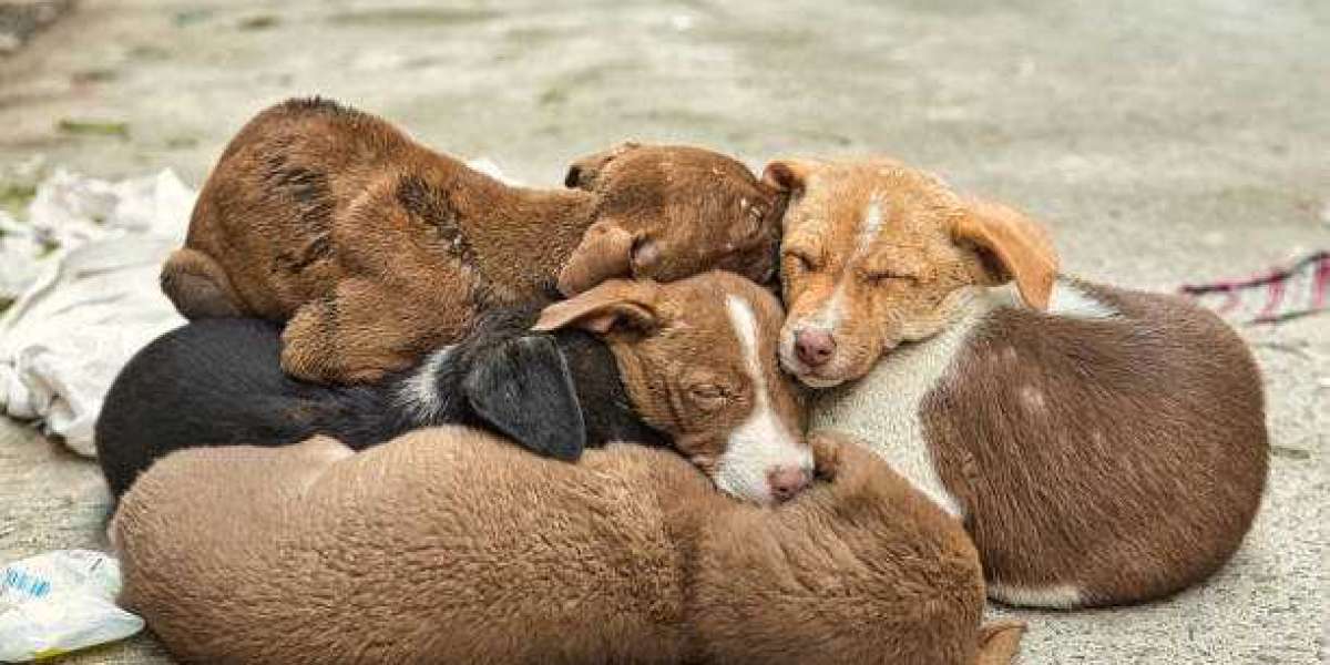 Pet Supplies Market Outlook, Size, Share, Growth, Trends, and Forecast 2030