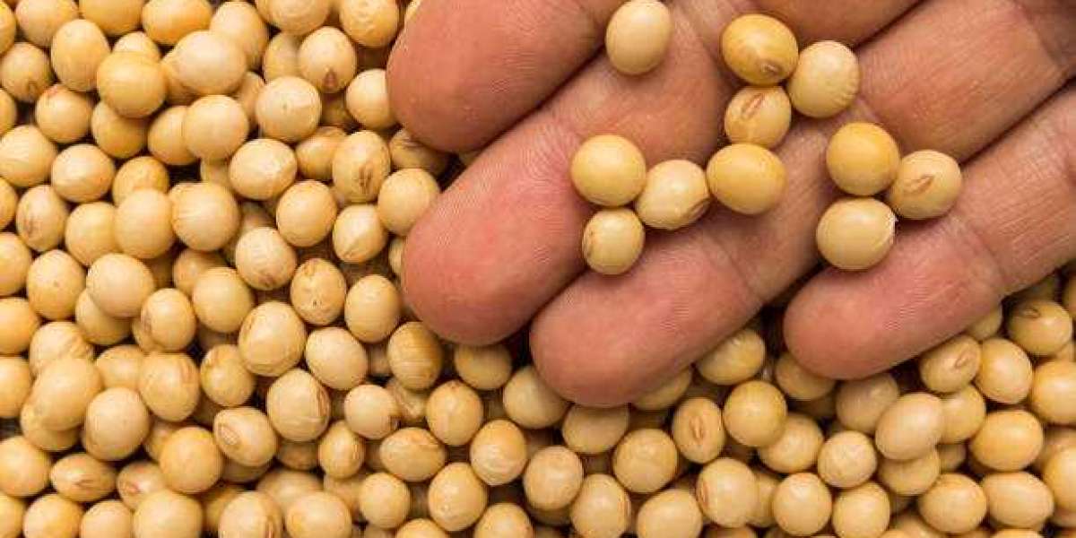 Organic Soybean Market outlook, And Future Scope Analysis 2030