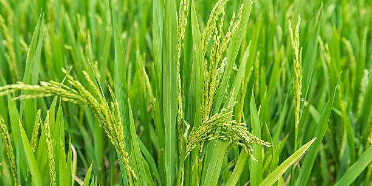 Atrazine Market Outlook, Size, Share, Growth, Trends, and Forecast 2030