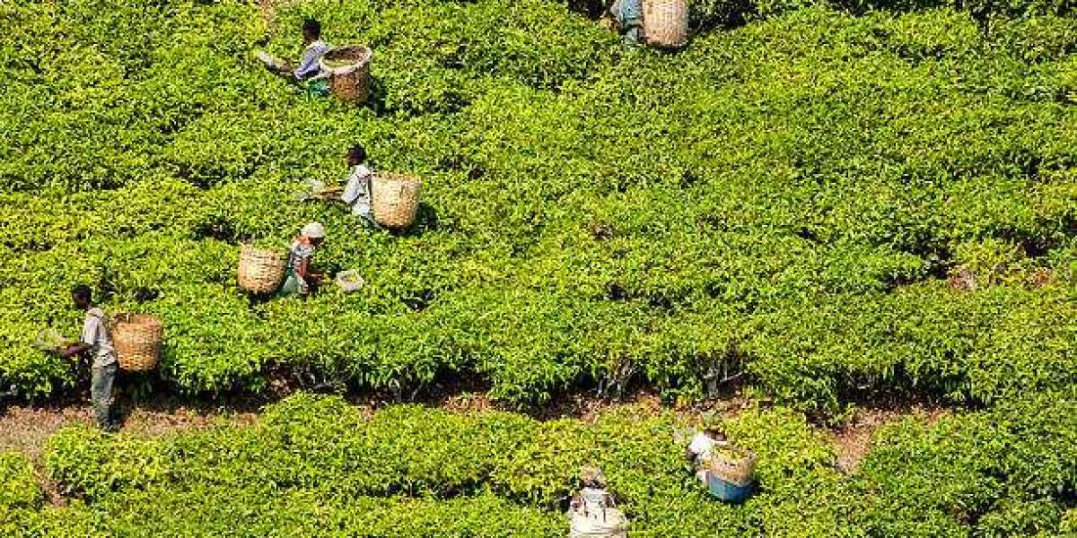 Functional Tea Market outlook,Analysis And Forecast To 2030