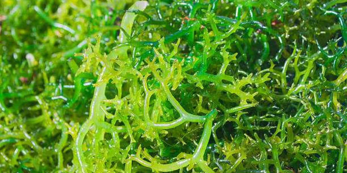 Seaweed Extracts Market Outlook, Size, Share, Growth, Trends, and Forecast 2030