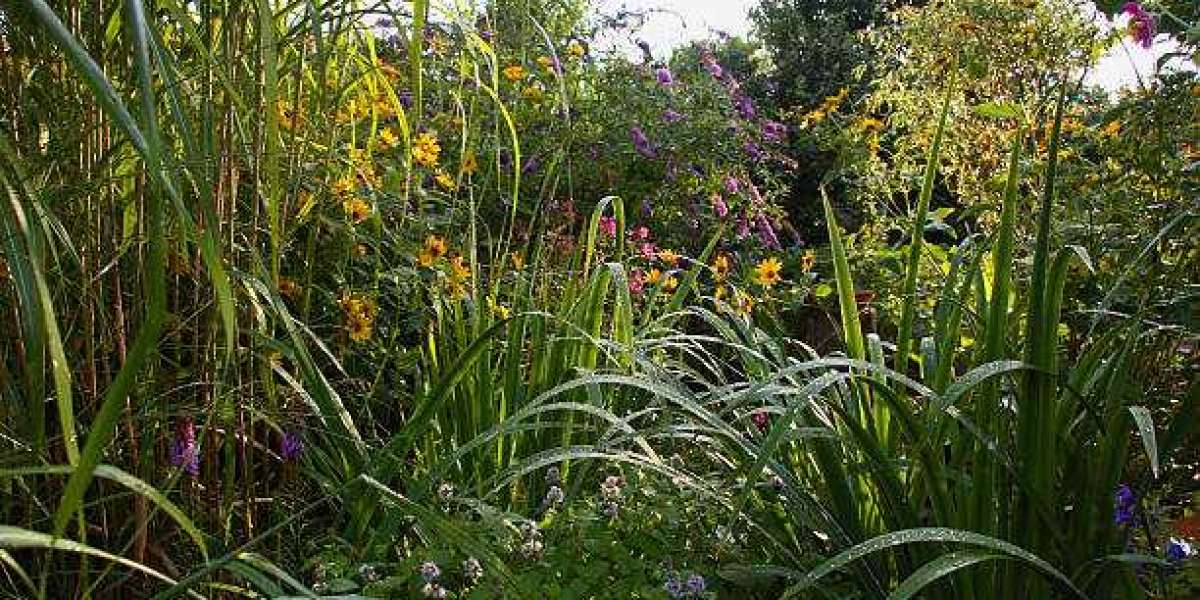 Feed Phytobiotics Market Outlook, Size, Share, Growth, Trends, and Forecast 2030