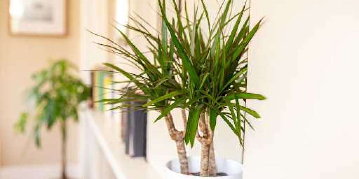 Buying Dracaena From a Garden Centre? Consider These Types & Care Tips