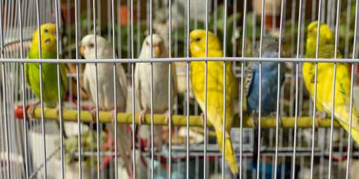 Pet Care Market reports,Analysis, Growth Forecast, 2030