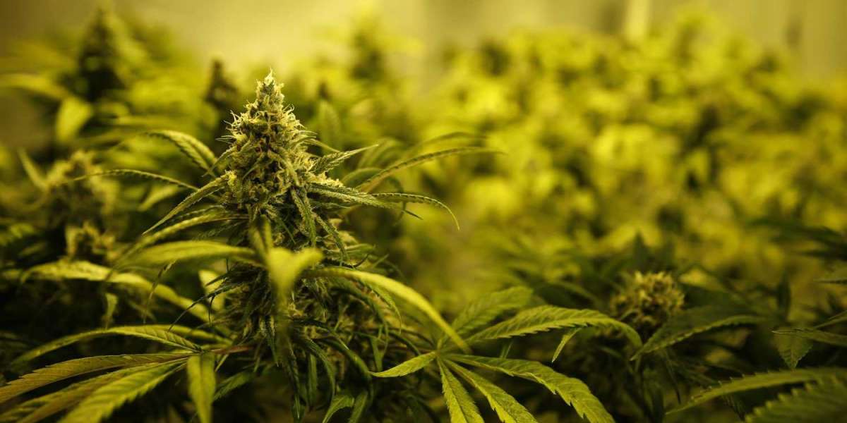 Fast and Reliable Cannabis Delivery - Purple Panda on Weedmaps