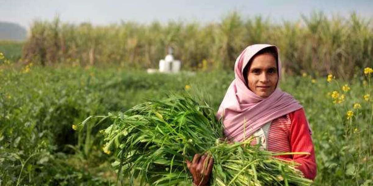 Silage Additives Market Outlook, Size, Share, Growth, Trends, and Forecast 2030