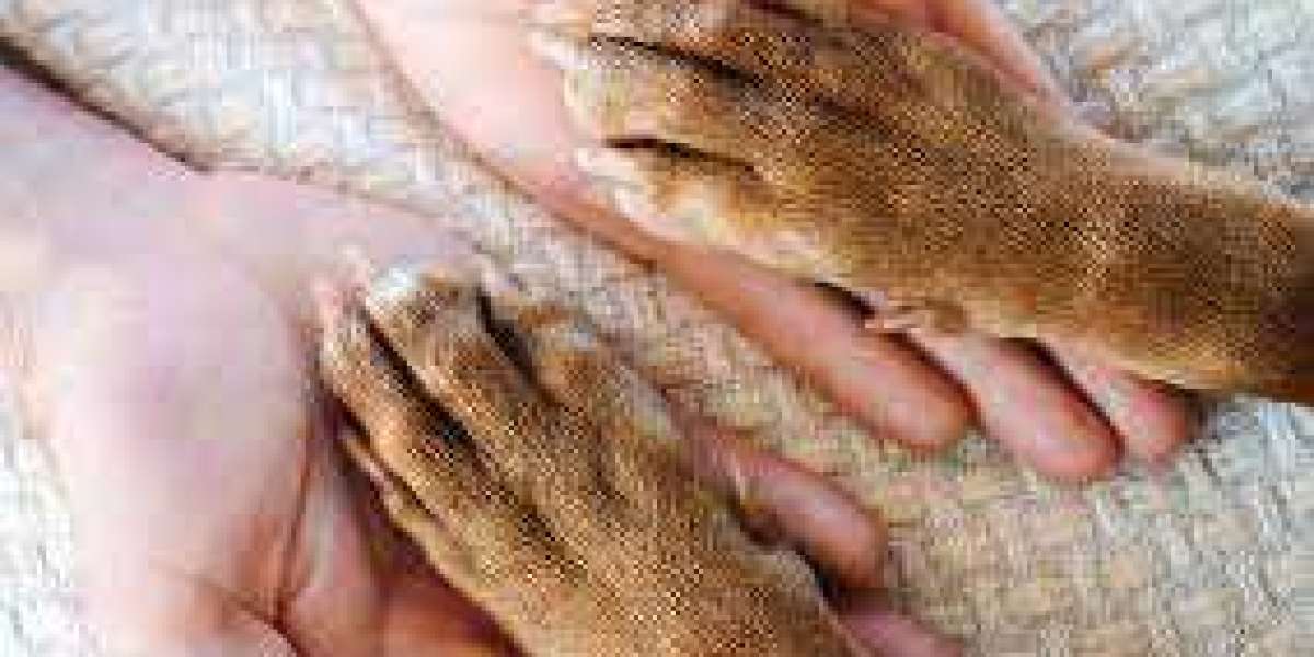 Veterinary Rehabilitation Services