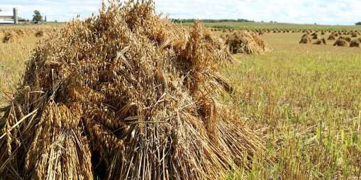 Feed Binders Market Insights: Drivers, Opportunities, Key Players, and Forecast 2030