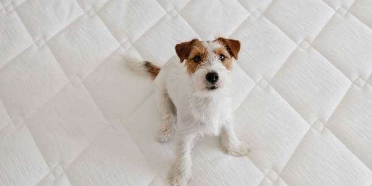 How to make your orthopedic bed for dogs even more comfortable