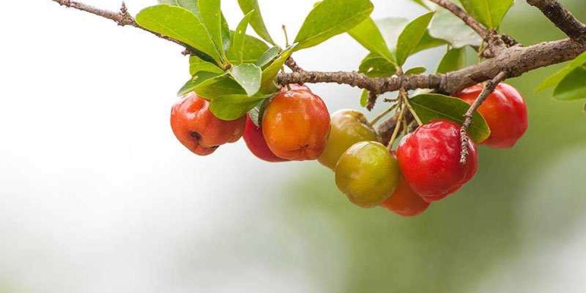 Acerola Extract: The Ultimate Immune-Boosting Supplement For Cold And Flu Season