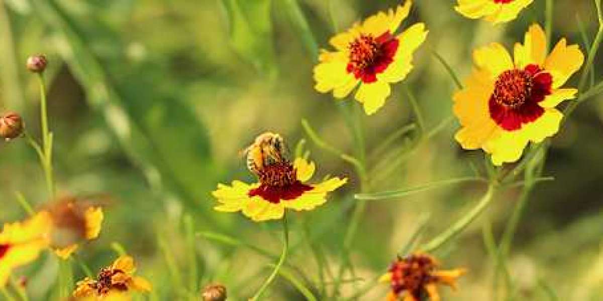 Reasons To Grow Native Plants & Tips To Find The Best One