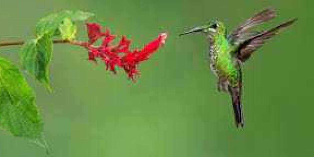 Fotoreise_costa_rica