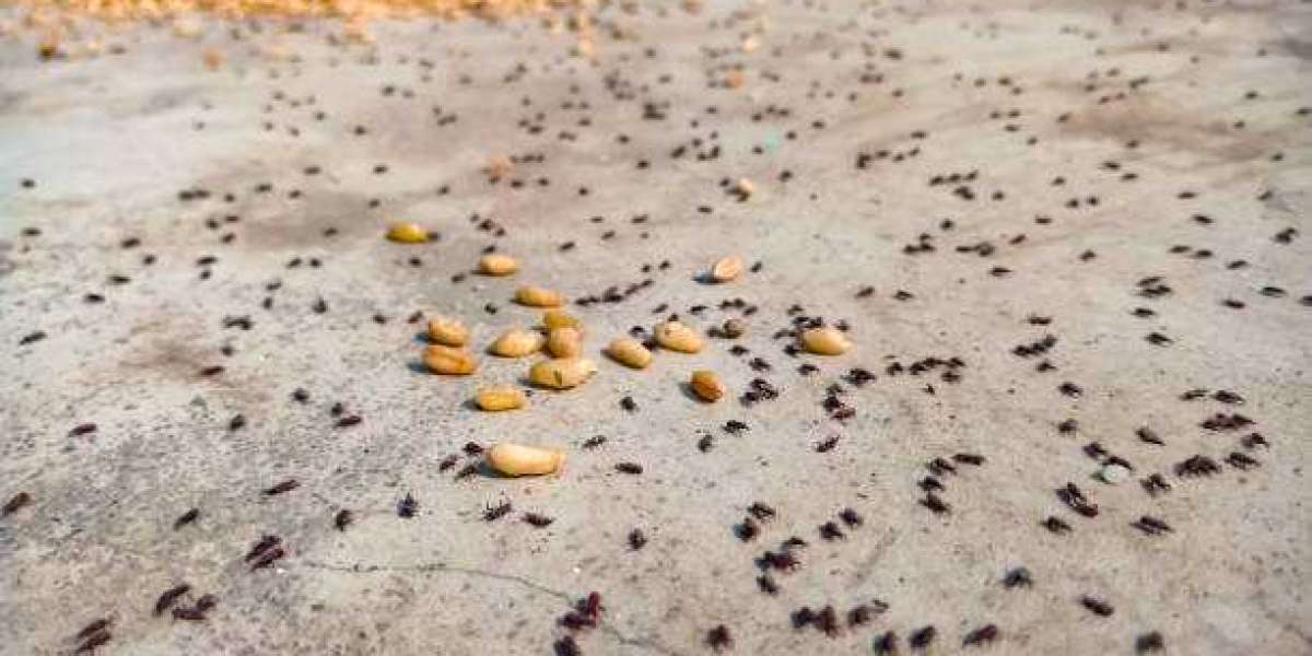 Transgenic Seeds Market Research, Revenue Analysis, Company Revenue Share, Global Forecast Report by Market Research Fut