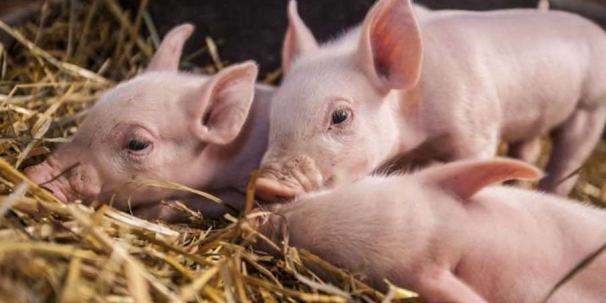 Swine Feed And Food Safety: Ensuring Compliance With Regulations
