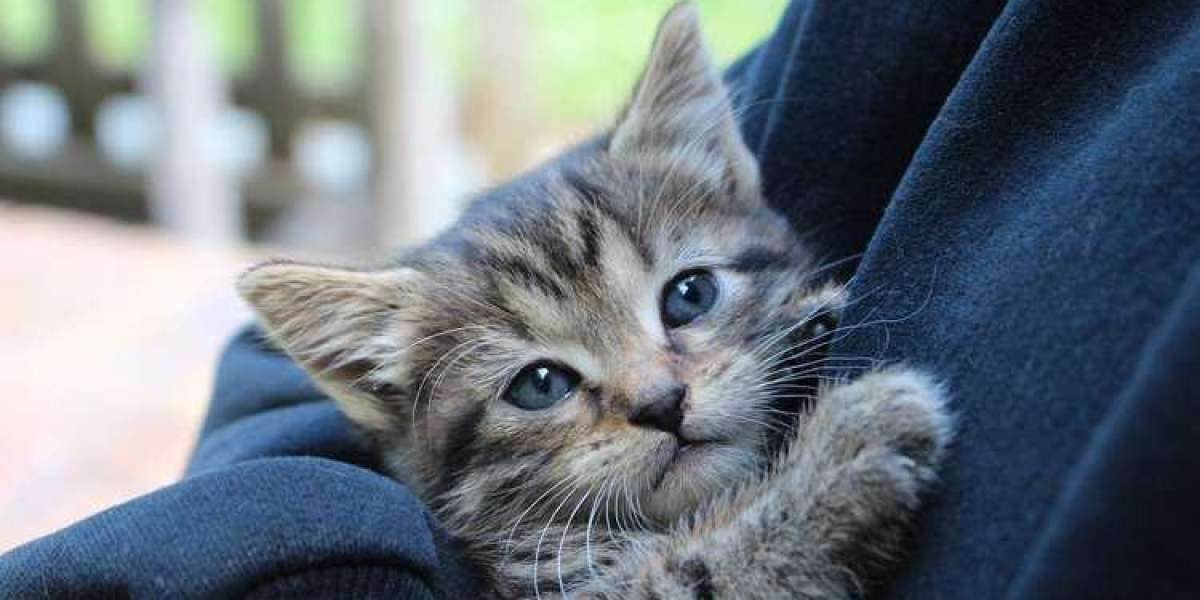 The Importance of Collaborative Efforts Between Animal Rescues and Veterinary Services