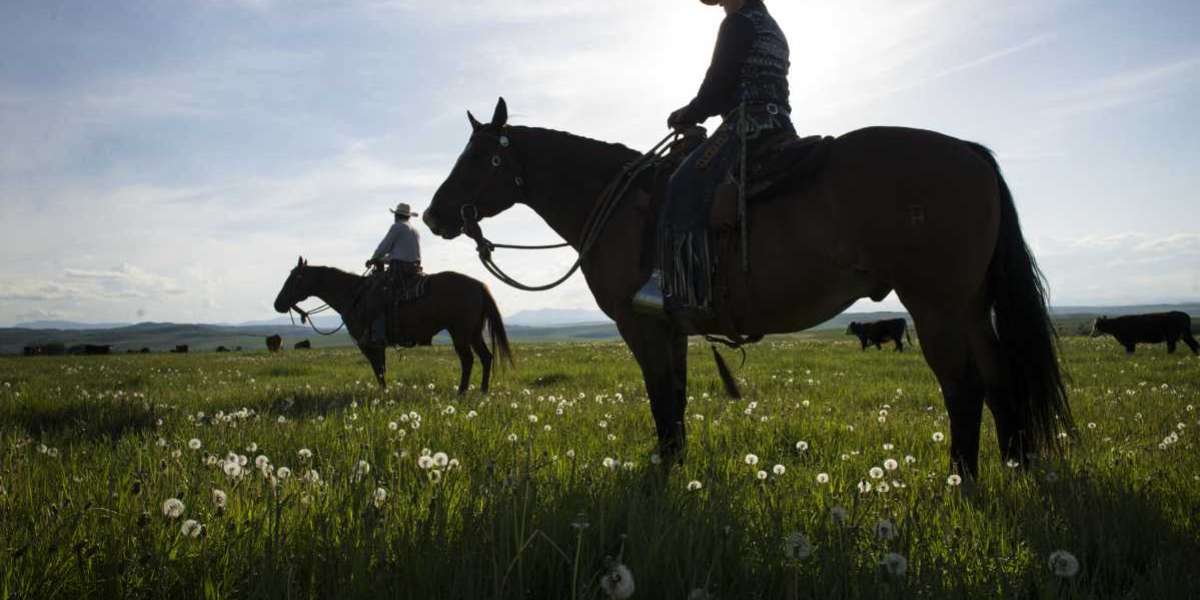 Experience the Cowboy Life: Alberta Ranch Vacations