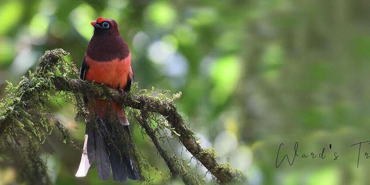 Wildlife Tour in Bhutan