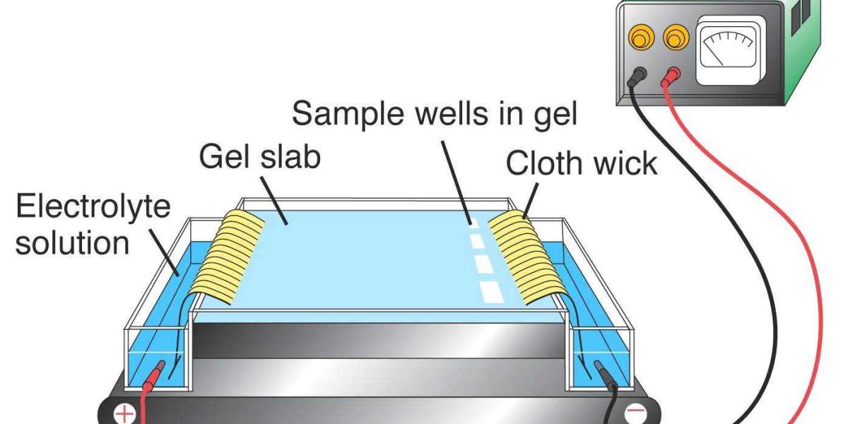 A Laboratory Technique Called Electrophoresis Is Used To Separate Macromolecules Based On Their Size
