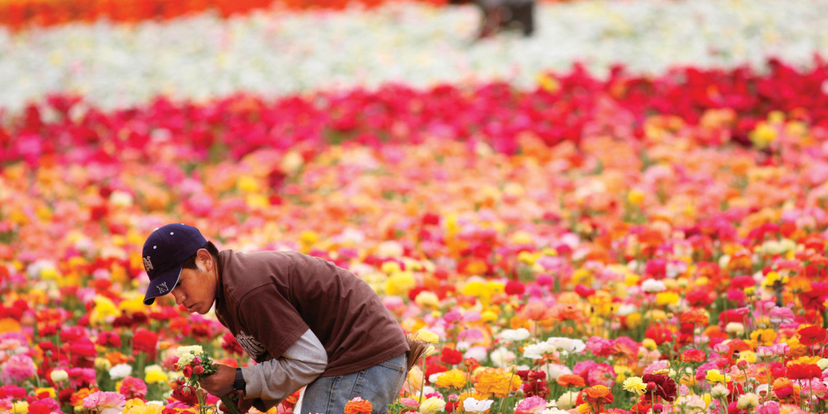 Floriculture Exposé: Showcasing Floral Spectacles and Floral Design Competitions