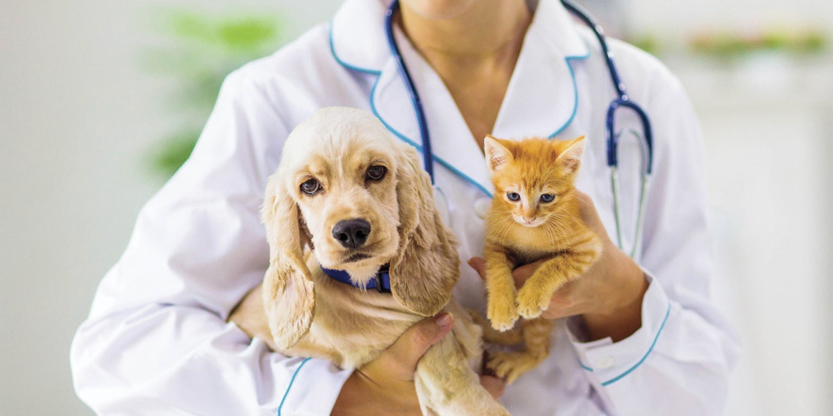 Understanding the Global Pet Insurance Market: Key Insights and Forecast